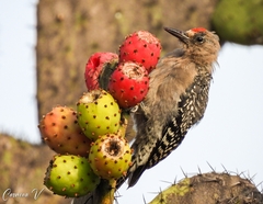Melanerpes hypopolius