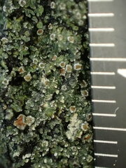 Fuscopannaria leucosticta