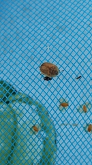 Hypocassida subferruginea