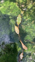 Potamogeton