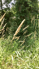 Phalaris arundinacea