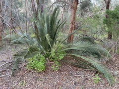Macrozamia riedlei