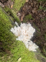 Hericium