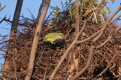 Myiopsitta monachus