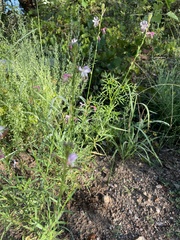 Oenothera suffrutescens