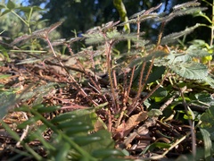 Geranium robertianum