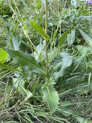 Lactuca serriola