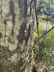 Plestiodon