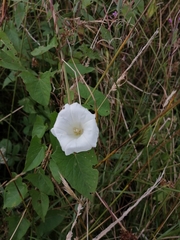 Calystegia sepium