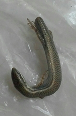 Ablepharus pannonicus