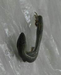 Ablepharus pannonicus