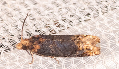 Eucosma ochroterminana