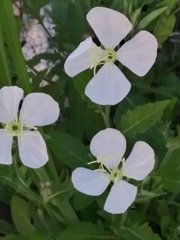 Oenothera pubescens