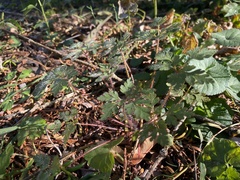 Geranium robertianum