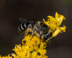 Colletes simulans armatus