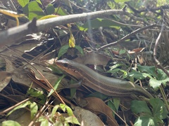 Plestiodon