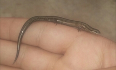 Ablepharus pannonicus