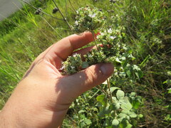 Pycnanthemum curvipes