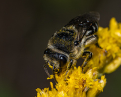 Colletes simulans armatus