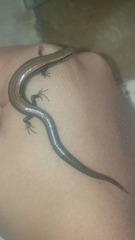 Ablepharus pannonicus