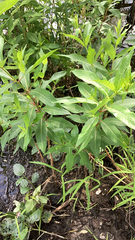 Decodon verticillatus