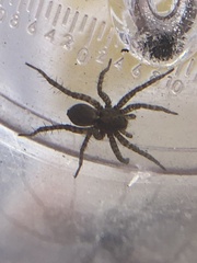 Lycosoidea