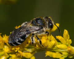 Colletes simulans armatus