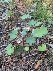 Geranium rotundifolium