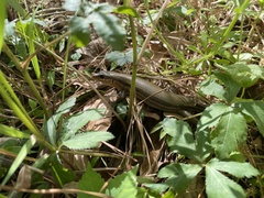 Plestiodon