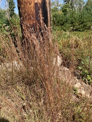 Schizachyrium scoparium