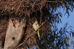 Myiopsitta monachus