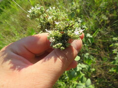 Pycnanthemum curvipes