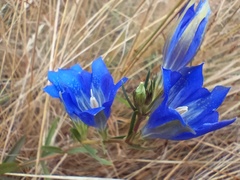 Gentiana pneumonanthe