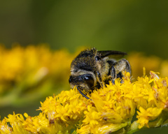 Colletes simulans armatus