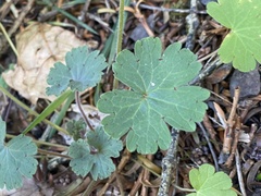Geranium rotundifolium