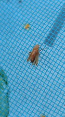 Insecta