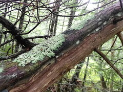 Fuscopannaria leucosticta