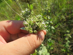 Pycnanthemum curvipes