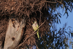 Myiopsitta monachus