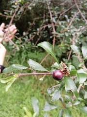 Prunus spinosa