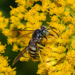 Bicyrtes quadrifasciatus