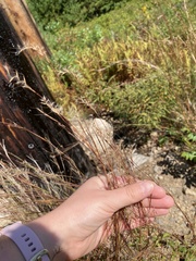 Schizachyrium scoparium