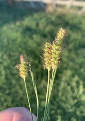 Setaria pumila