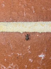 Pantomorus cervinus