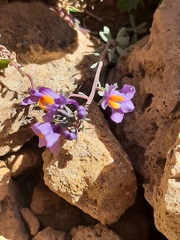 Linaria alpina