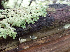 Fuscopannaria leucosticta