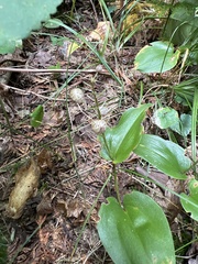 Maianthemum canadense