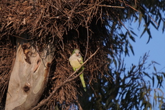 Myiopsitta monachus