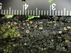 Fuscopannaria leucosticta