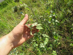 Pycnanthemum curvipes